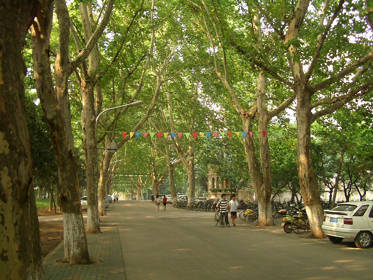 Shaded lane on campus